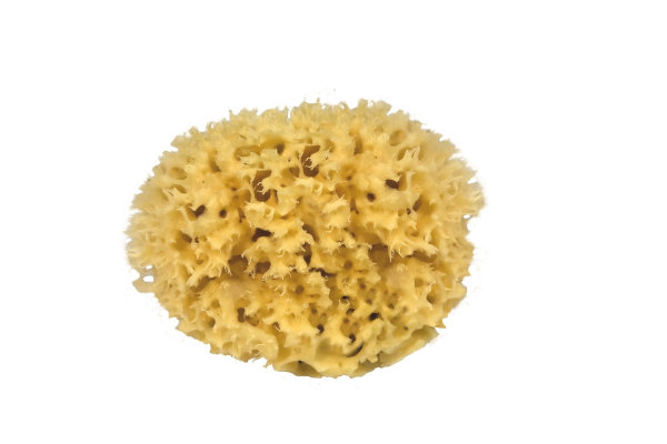 Croll&Denecke Naturschwamm 12cm Durchmesser